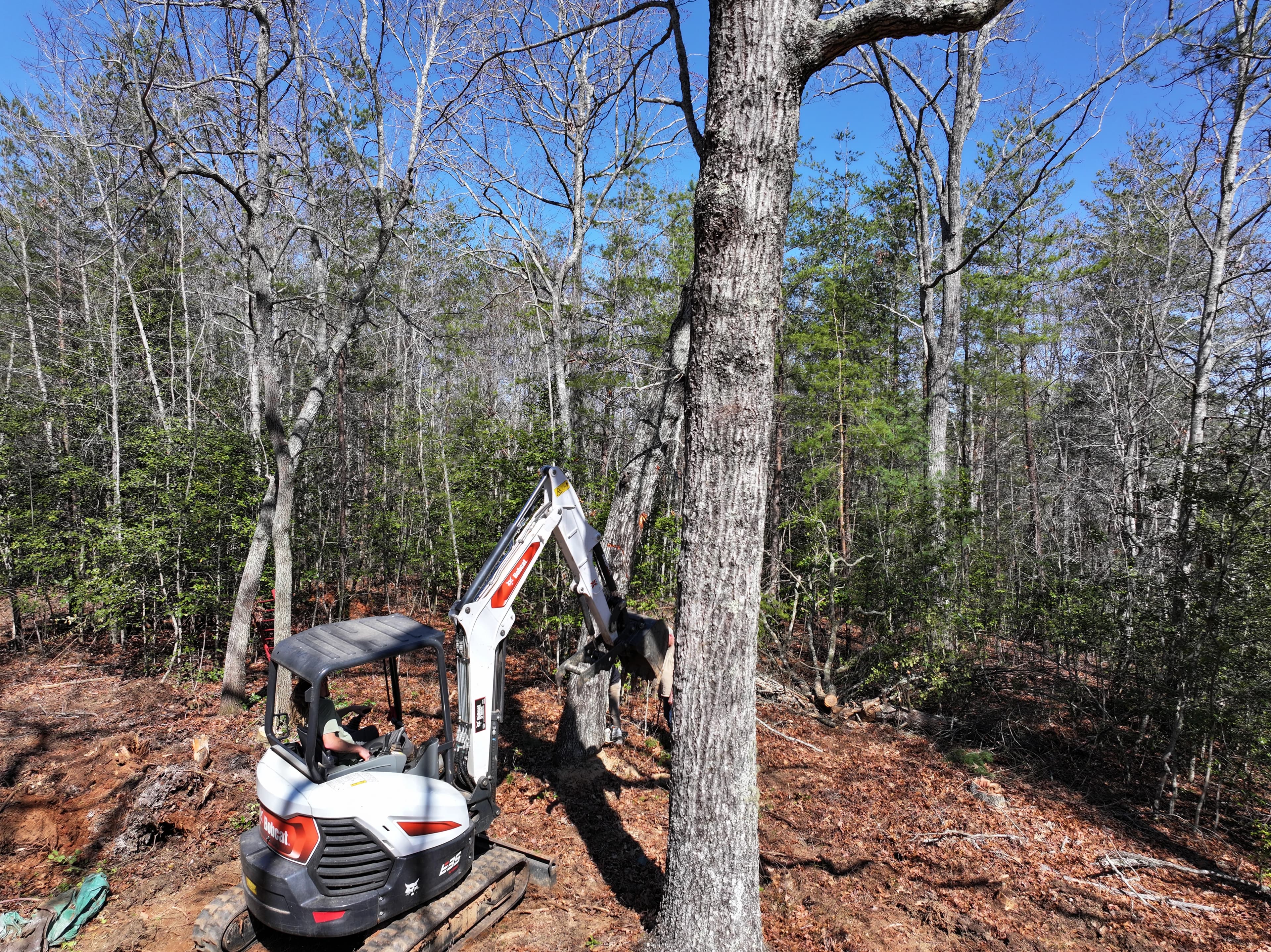 Compact excavator clearing the building envelope among the hardwoods