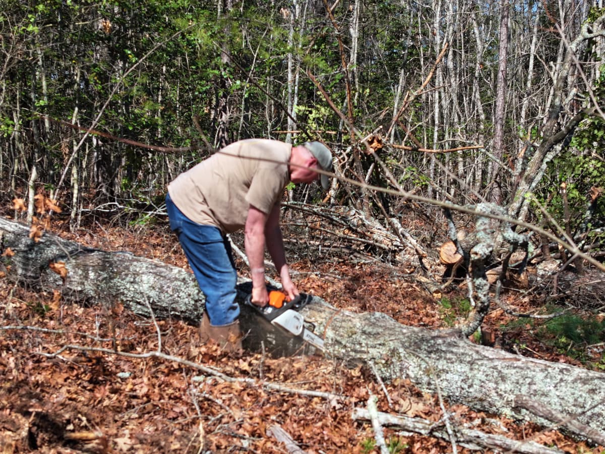 Clearing a downed hardwood by chainsaw on the property
