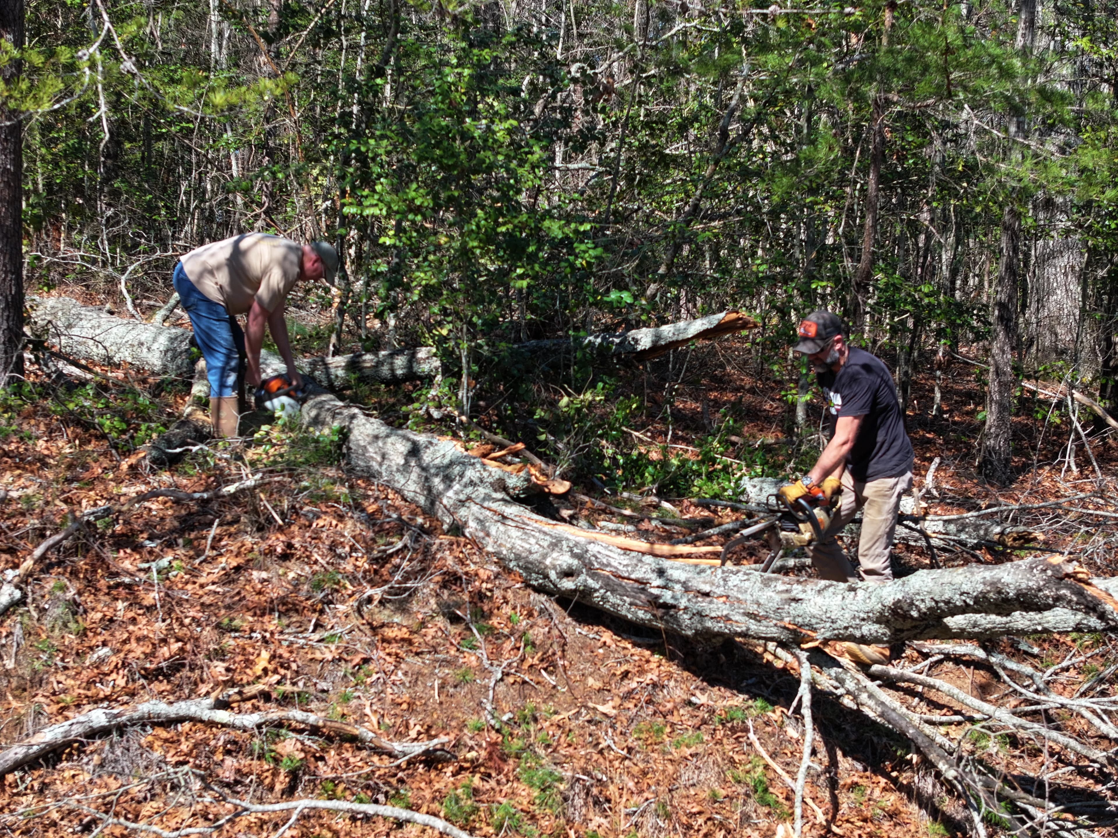 Crew clearing fallen timber on the wooded site