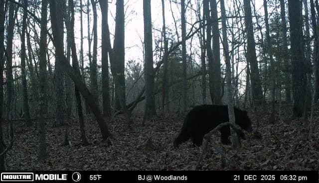 Black bear crossing the property at dusk, captured on a trail camera